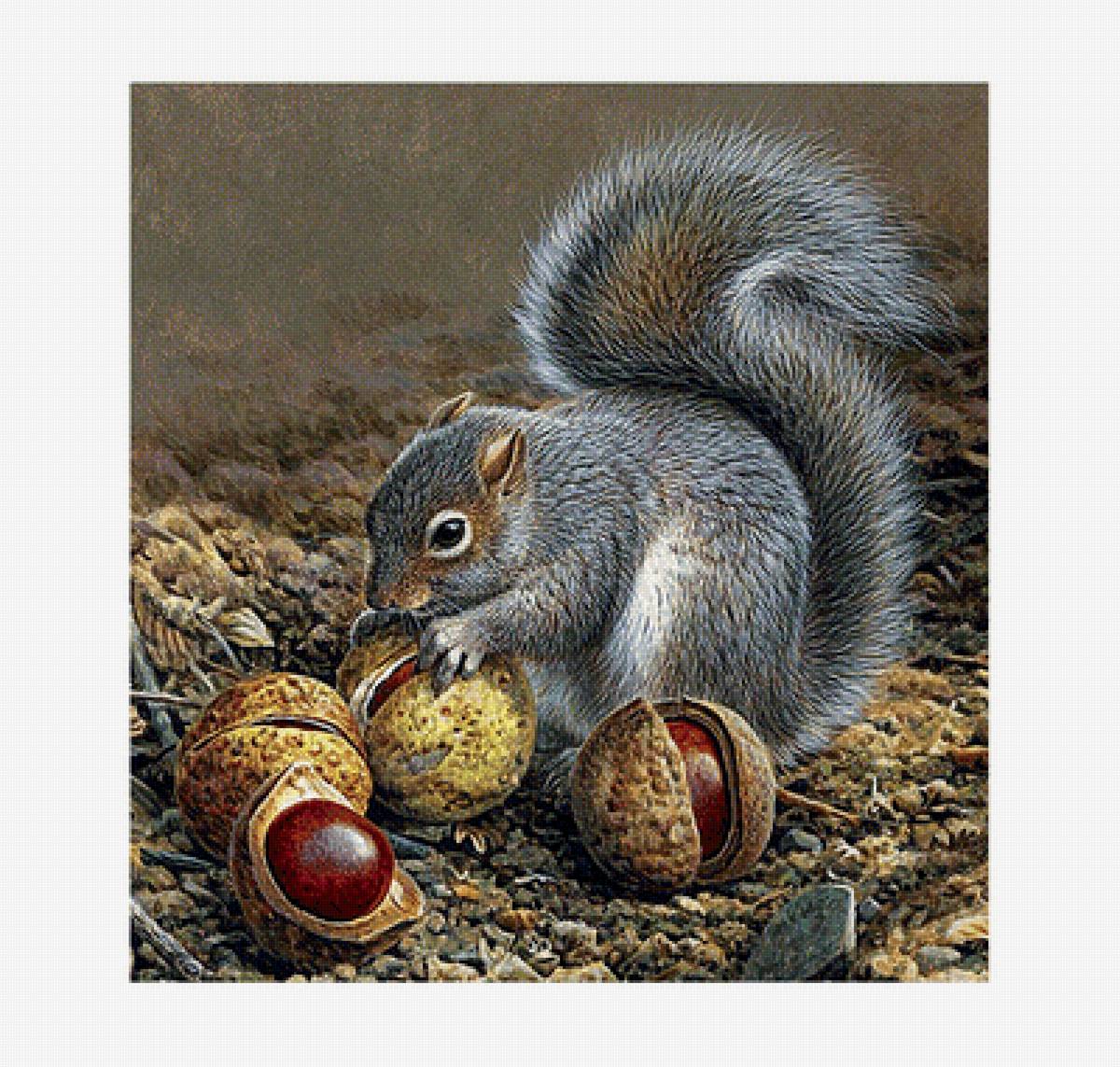 Белочка - животные, звери - предпросмотр