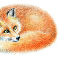 Схема вышивки «Лиса»