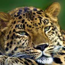 Схема вышивки «Леопард»