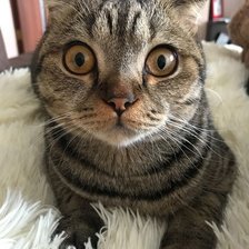 Схема вышивки «Кто напугал кота?»