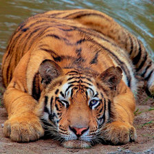 Схема вышивки «487»