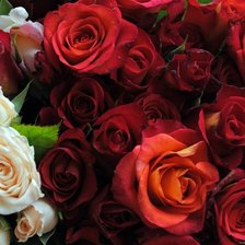 Схема вышивки «Розы»