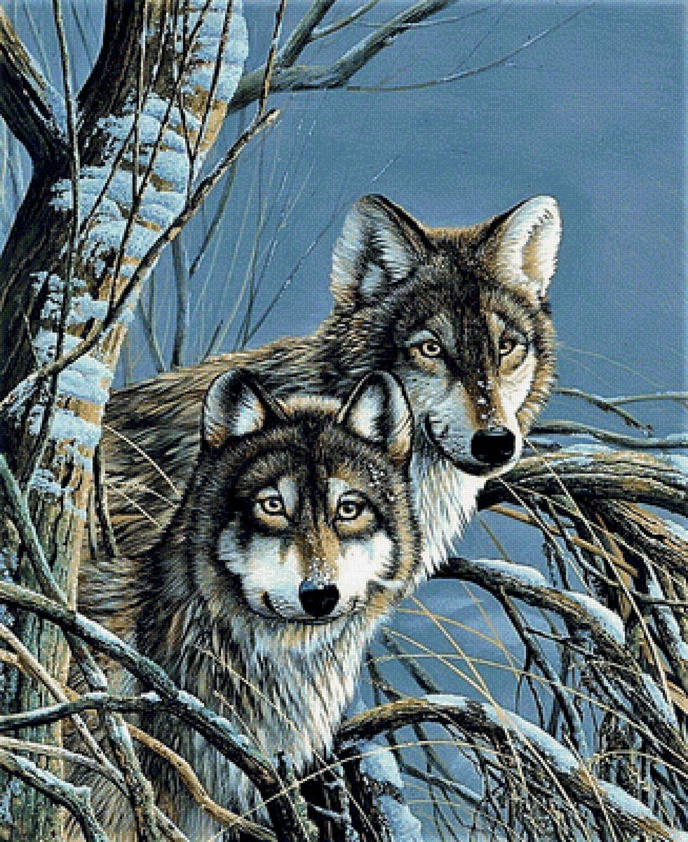 №1900571 - волки - предпросмотр