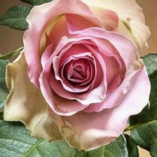 Схема вышивки «Роза»