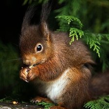 Схема вышивки «498»