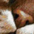 Предпросмотр схемы вышивки «mačka» (№1901268)