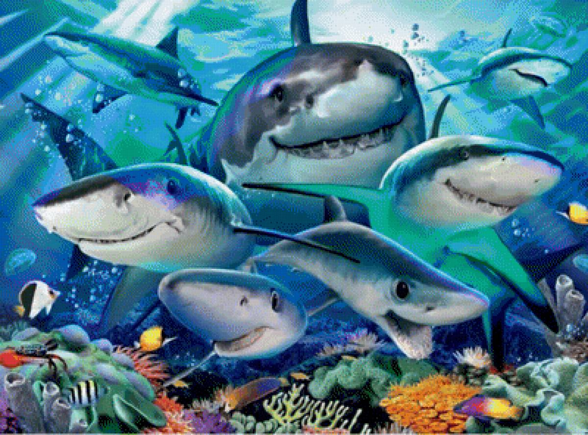 акулье селфи - акулы, веселые морды. - предпросмотр