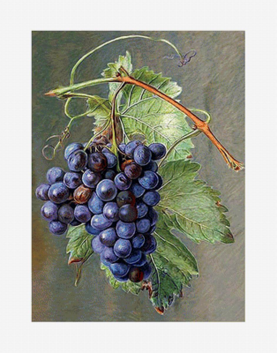 Гроздь винограда - виноград - предпросмотр