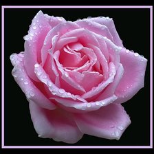 Схема вышивки «Розовая роза»