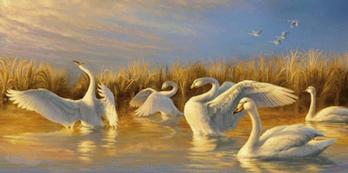 Лебединое озеро - лебеди, озеро - предпросмотр