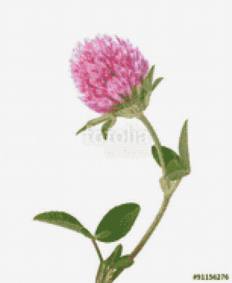 Клевер - предпросмотр