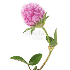 Схема вышивки «Клевер»