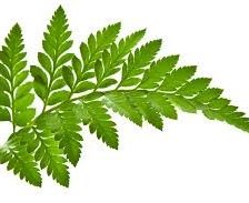 Схема вышивки «Папоротник»