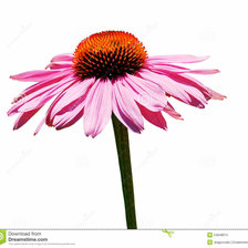 Схема вышивки «эхинацея»