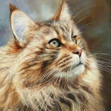 Кот Мейн-кун