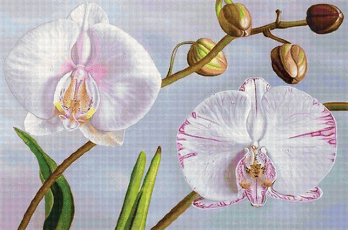 Орхидея - орхидея, цветок, цветы - предпросмотр