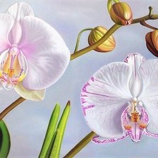 Схема вышивки «Орхидея»