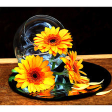 Схема вышивки «Серия "Герберы"»