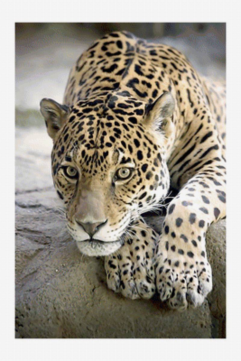 Серия "Хищники". - животные, хищники - предпросмотр