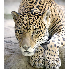 Схема вышивки «Серия "Хищники".»