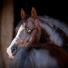 Схема вышивки «Обернувшаяся лошадка»