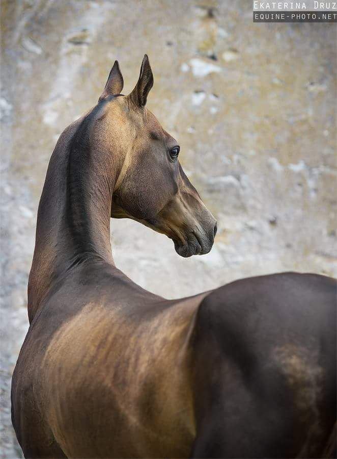 Ахал-тек - кони, ахалтекинец, порода, конь, лошадь, люблю лошадей, лошади - оригинал