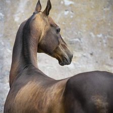 Схема вышивки «Ахал-тек»