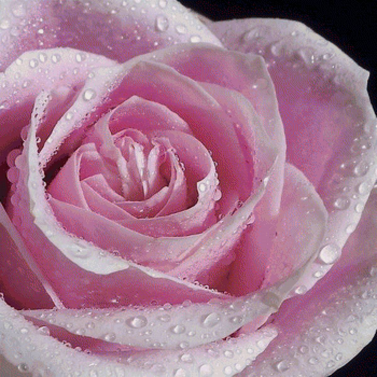 Роза - капли, цветок, роса, роза - предпросмотр