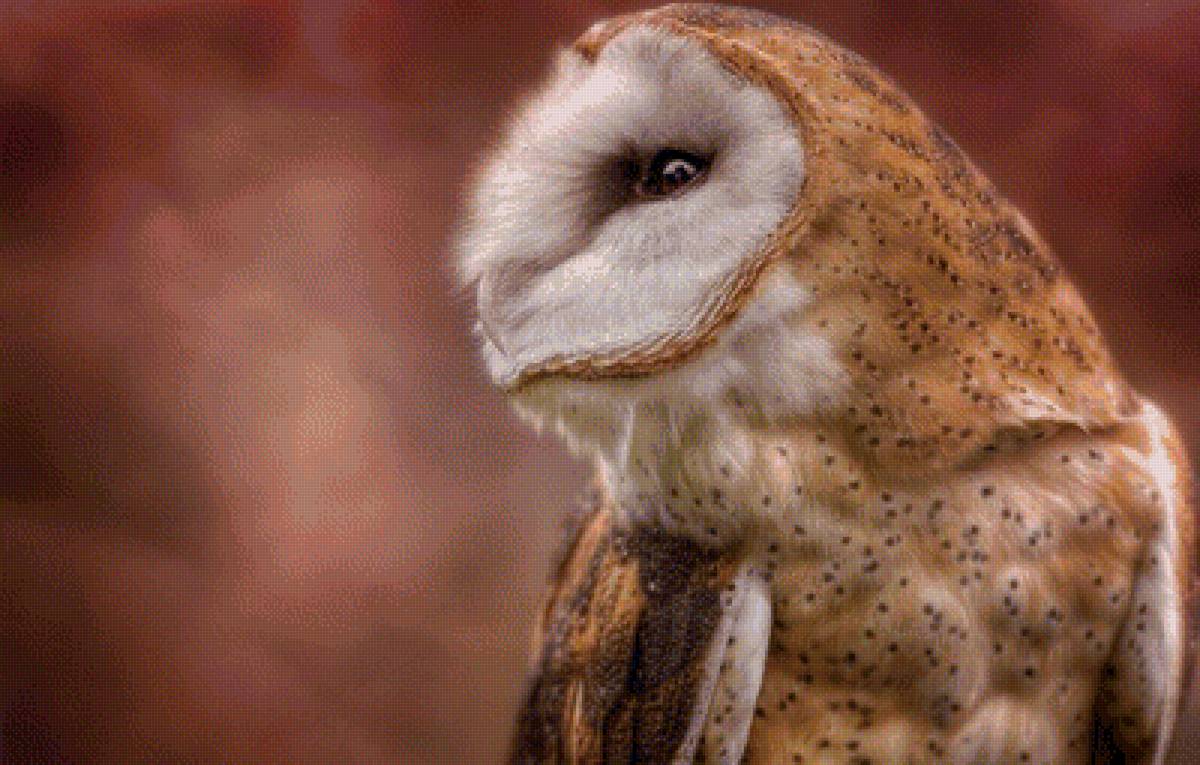 Сова - рисунок, сова, птица - предпросмотр