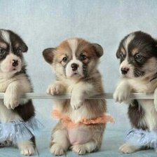 Схема вышивки «Щенки»