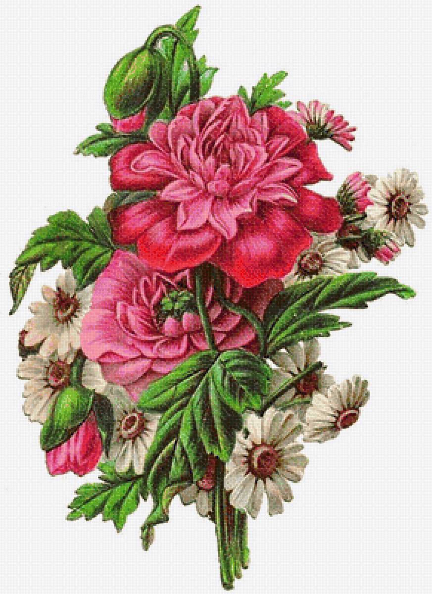 pivonie - предпросмотр