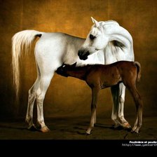 Схема вышивки «Арабская кобыла с жеребёнком»