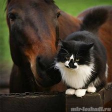 Схема вышивки «Эй, дружище!»