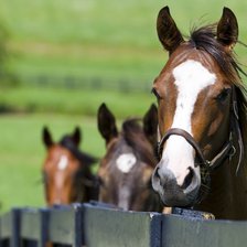 Схема вышивки «Лошади»
