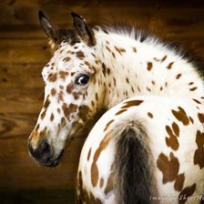 Схема вышивки «Жеребёнок в конюшне»