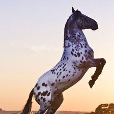 Схема вышивки «Кнабструп на закате»