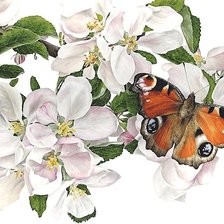 Схема вышивки «бабочка»