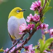Схема вышивки «Птичка на ветке»