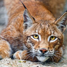 Схема вышивки «Рысь»