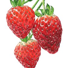 Схема вышивки «ЯГОДЫ»