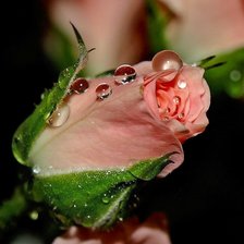 Схема вышивки «Роза»