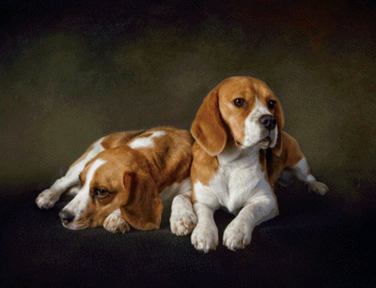 Милые щеночки - животные, щенок, щенки, собаки - предпросмотр