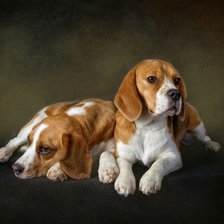 Схема вышивки «Милые щеночки»