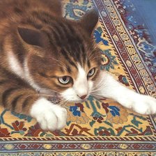 Схема вышивки «№1903713»