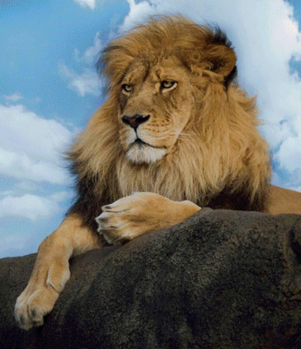 Лев - лев, животные - предпросмотр