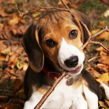 Схема вышивки «Щенок»