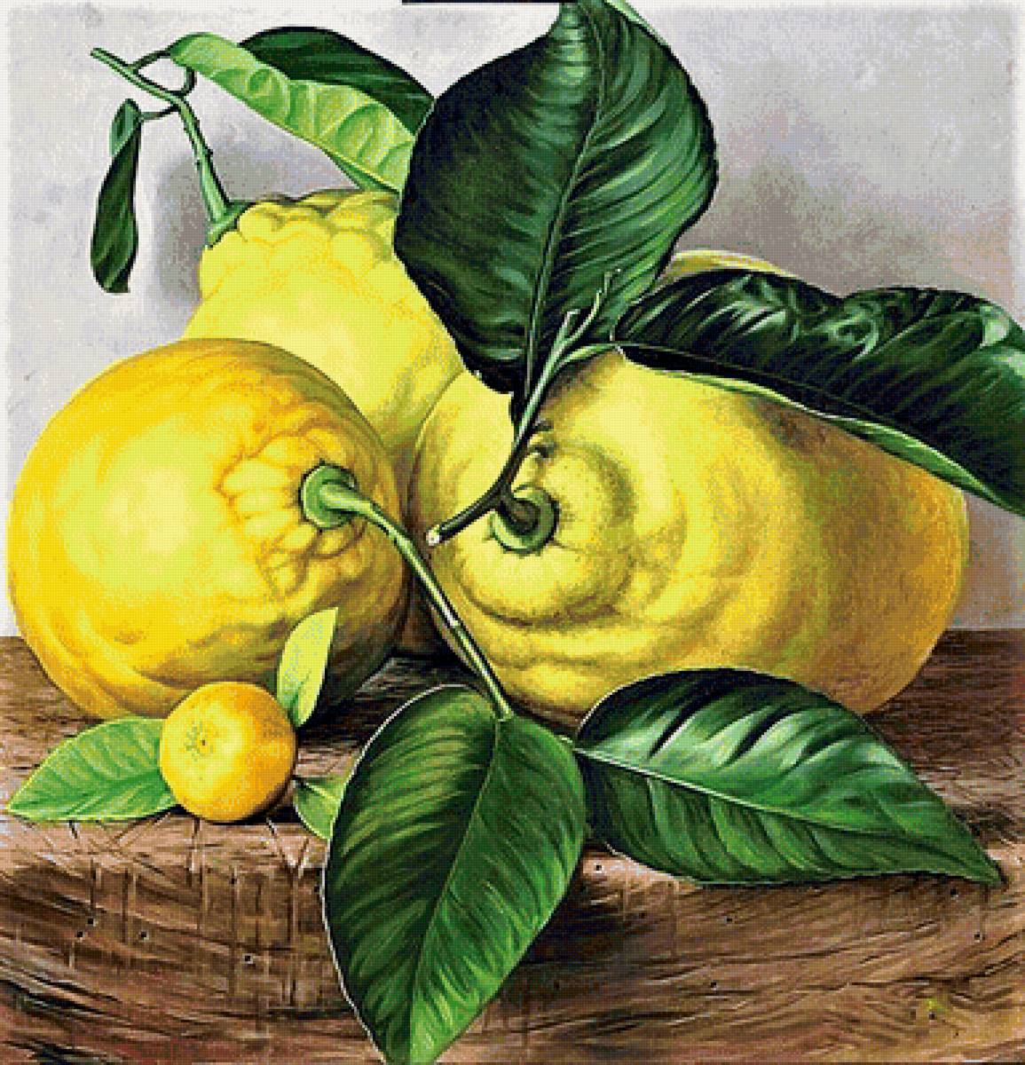 №1903951 - лимоны - предпросмотр