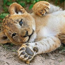 Схема вышивки «львенок»