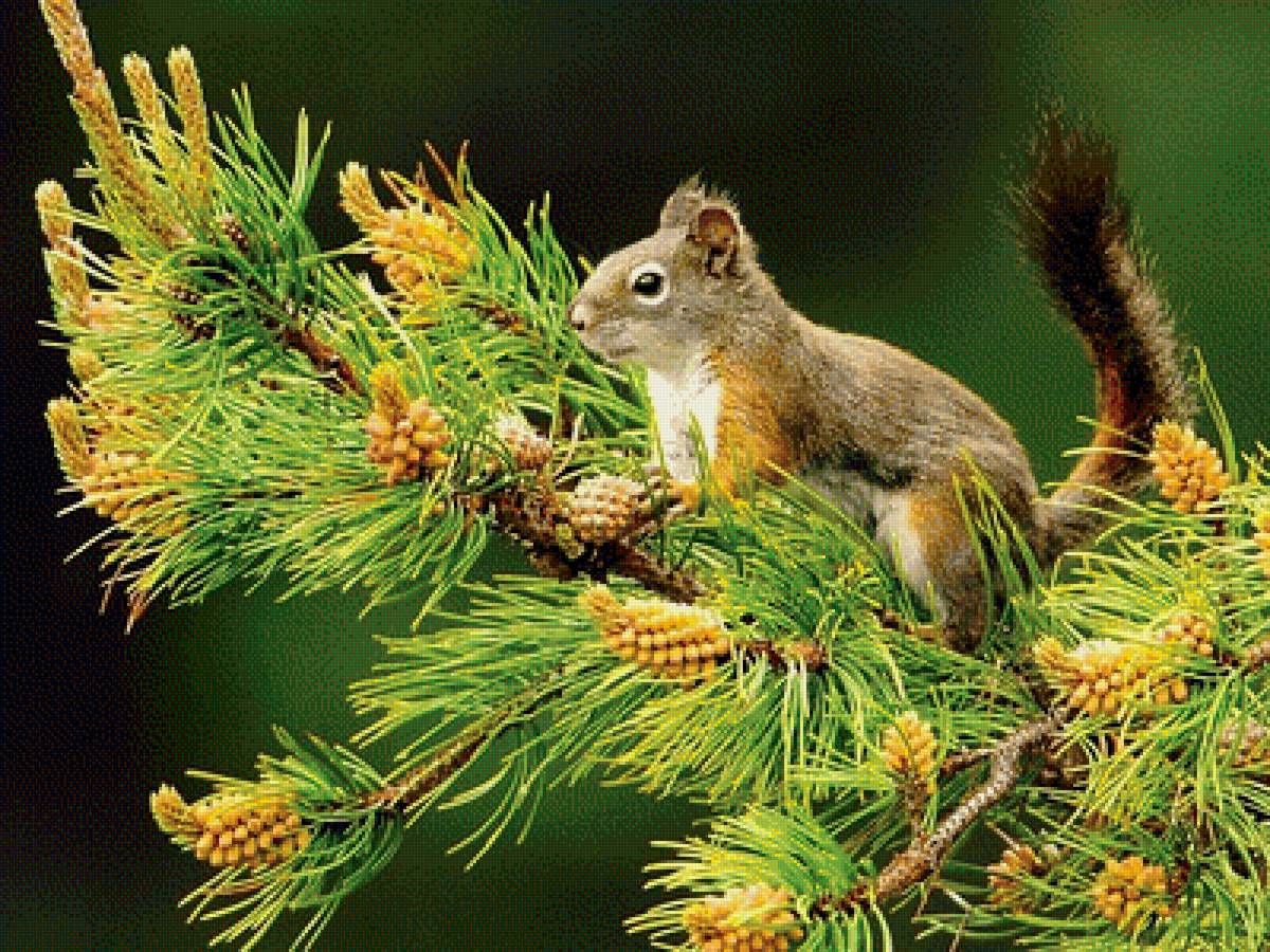 Белочка - природа, дерево, белка, белочка, животные - предпросмотр