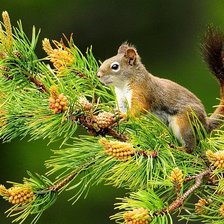 Схема вышивки «Белочка»